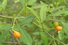 Toddalia asiatica var. gracilis
